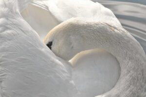 入浴中に首デコルテに使うクリームの効果は？