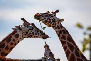 入浴中に首デコルテに使えるクリームはどれが効果的？